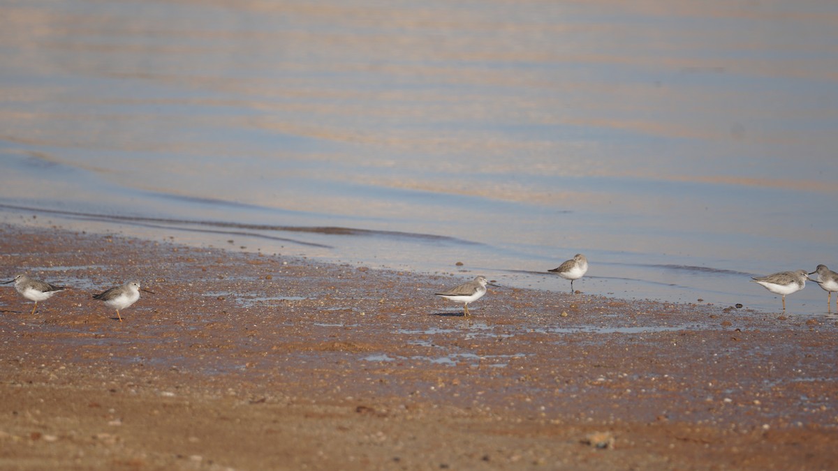 ביצנית אפורה - ML645553566