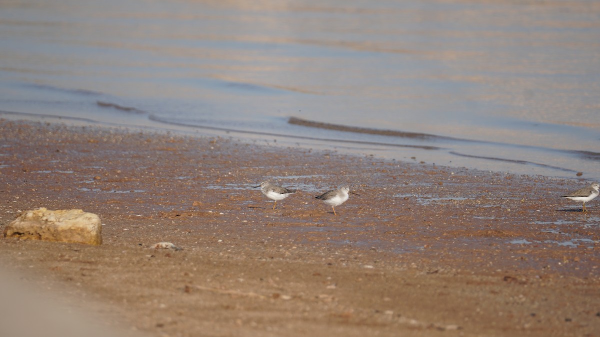 ביצנית אפורה - ML645553567