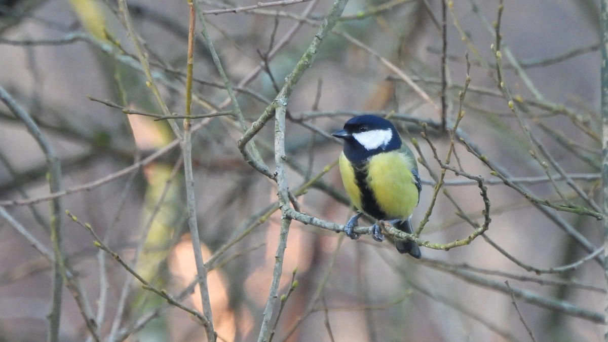 Great Tit - ML645553568