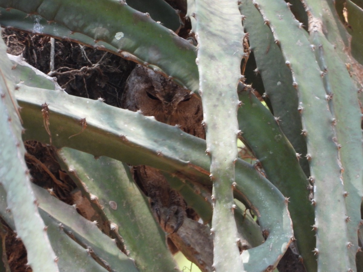 Pacific Screech-Owl - ML645553573