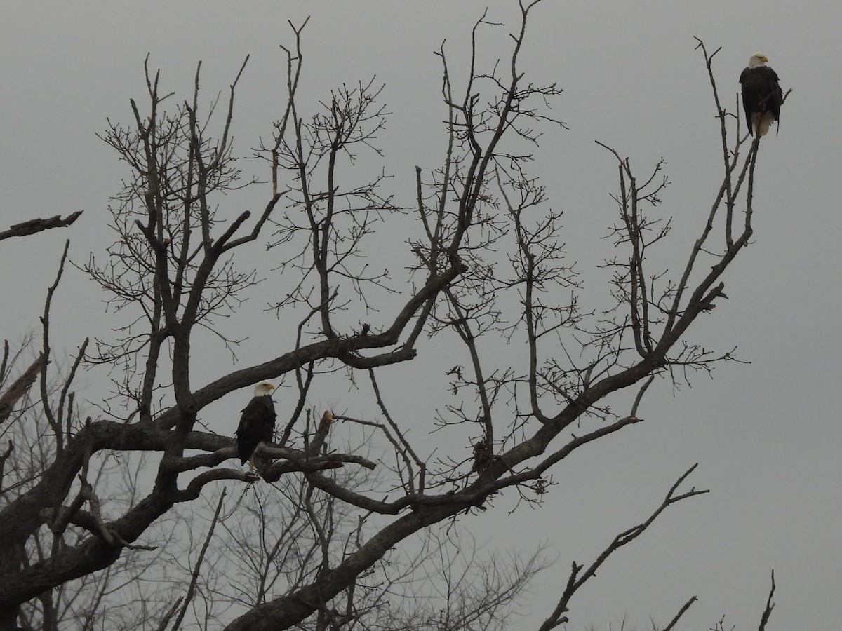 Bald Eagle - ML645553587