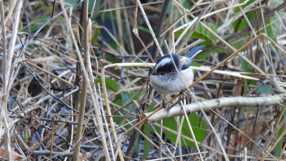 Long-tailed Tit - ML645553591