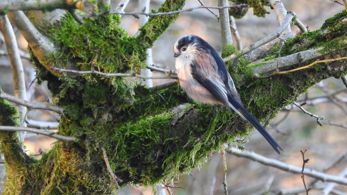 Long-tailed Tit - ML645553592