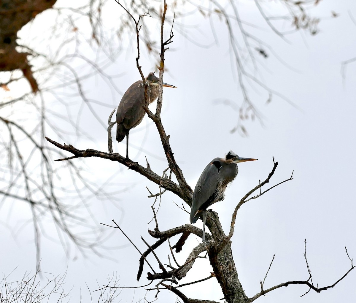 Great Blue Heron - ML645553593