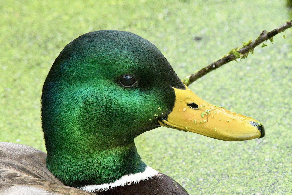 Mallard - ML645553595