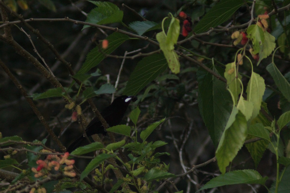 Silver-beaked Tanager - ML645553596