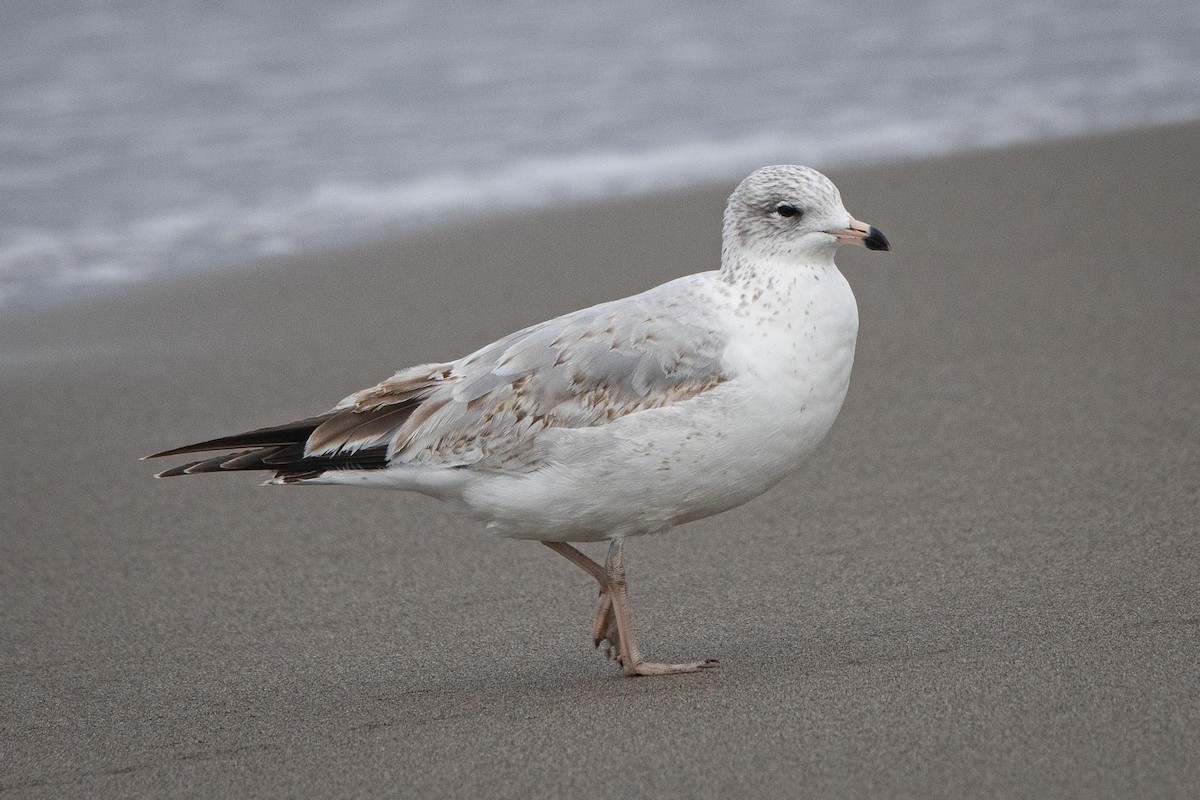 Делавэрская чайка - ML645553597