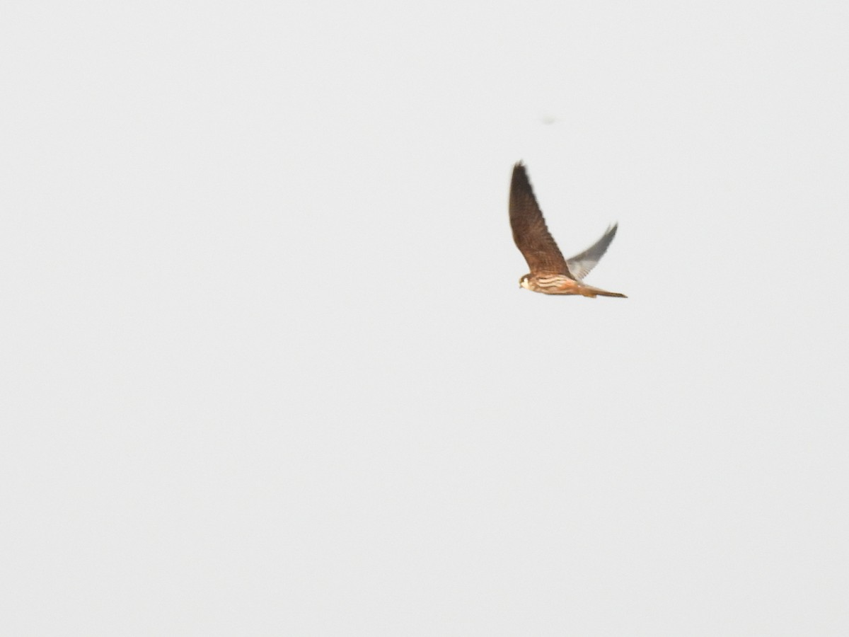 Eurasian Hobby - ML645553609