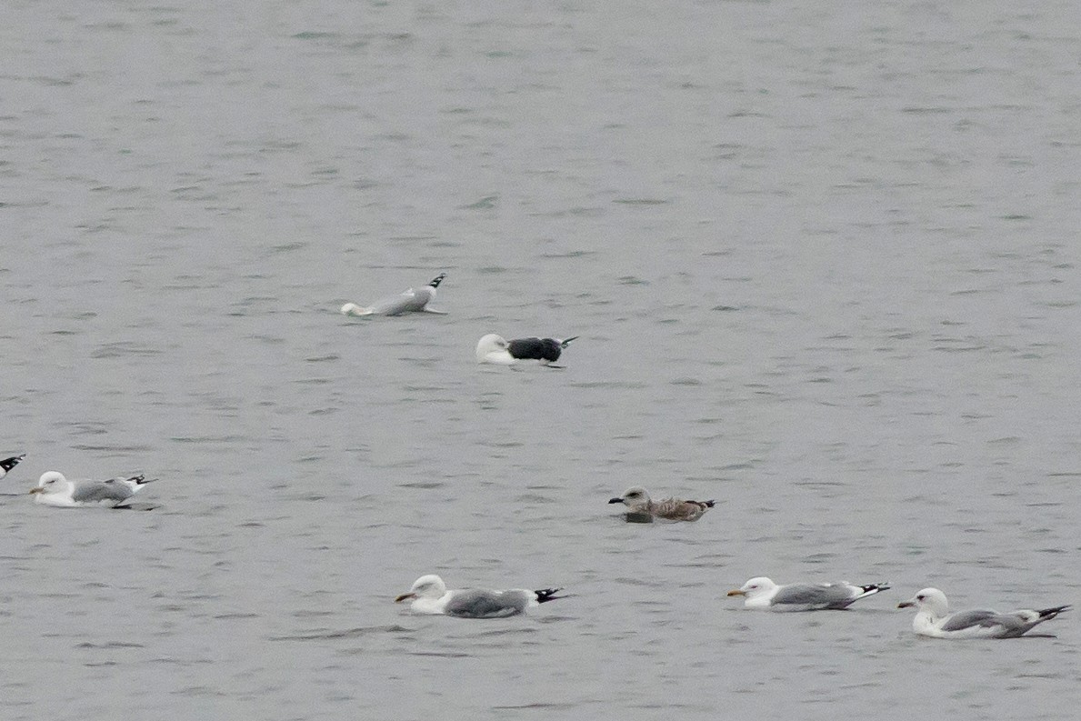 Great Black-backed Gull - ML645553615