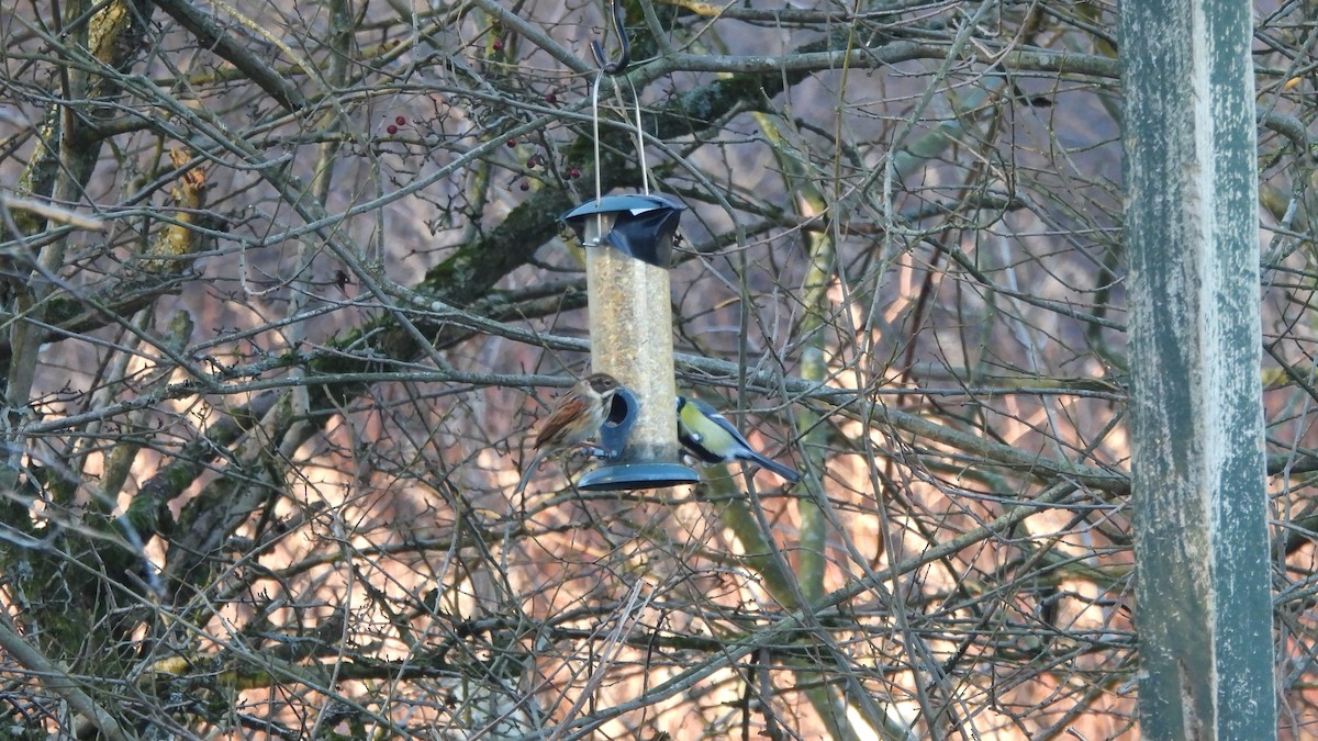 Reed Bunting - ML645553620
