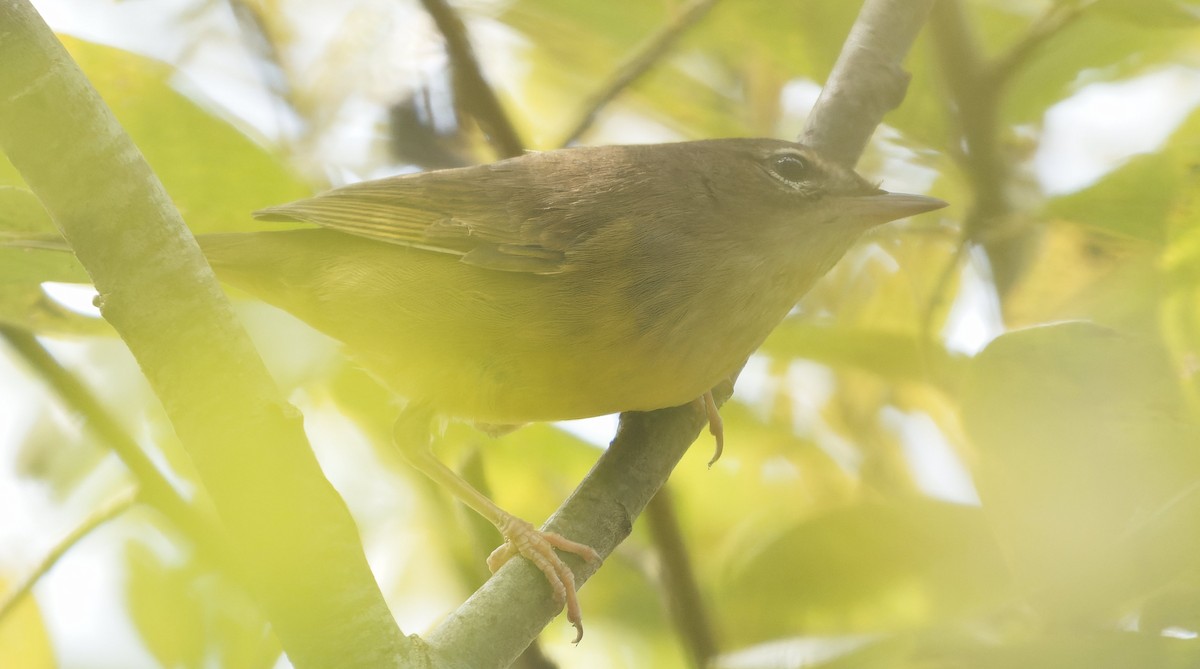 Mourning Warbler - ML645553629