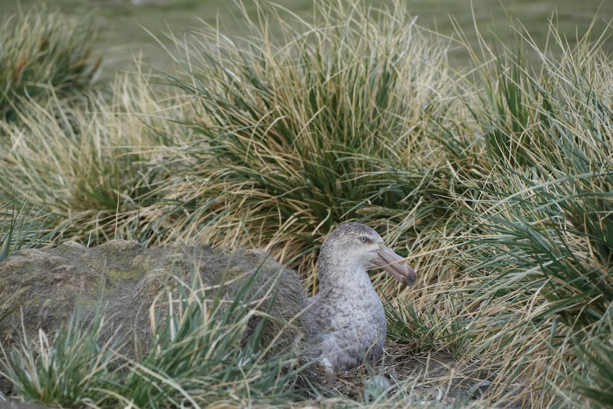 Northern Giant-Petrel - ML645553630