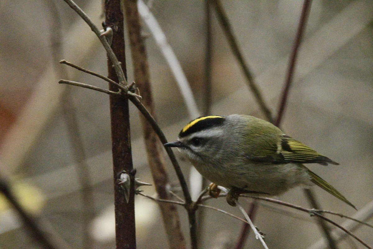 Golden-crowned Kinglet - ML645553635