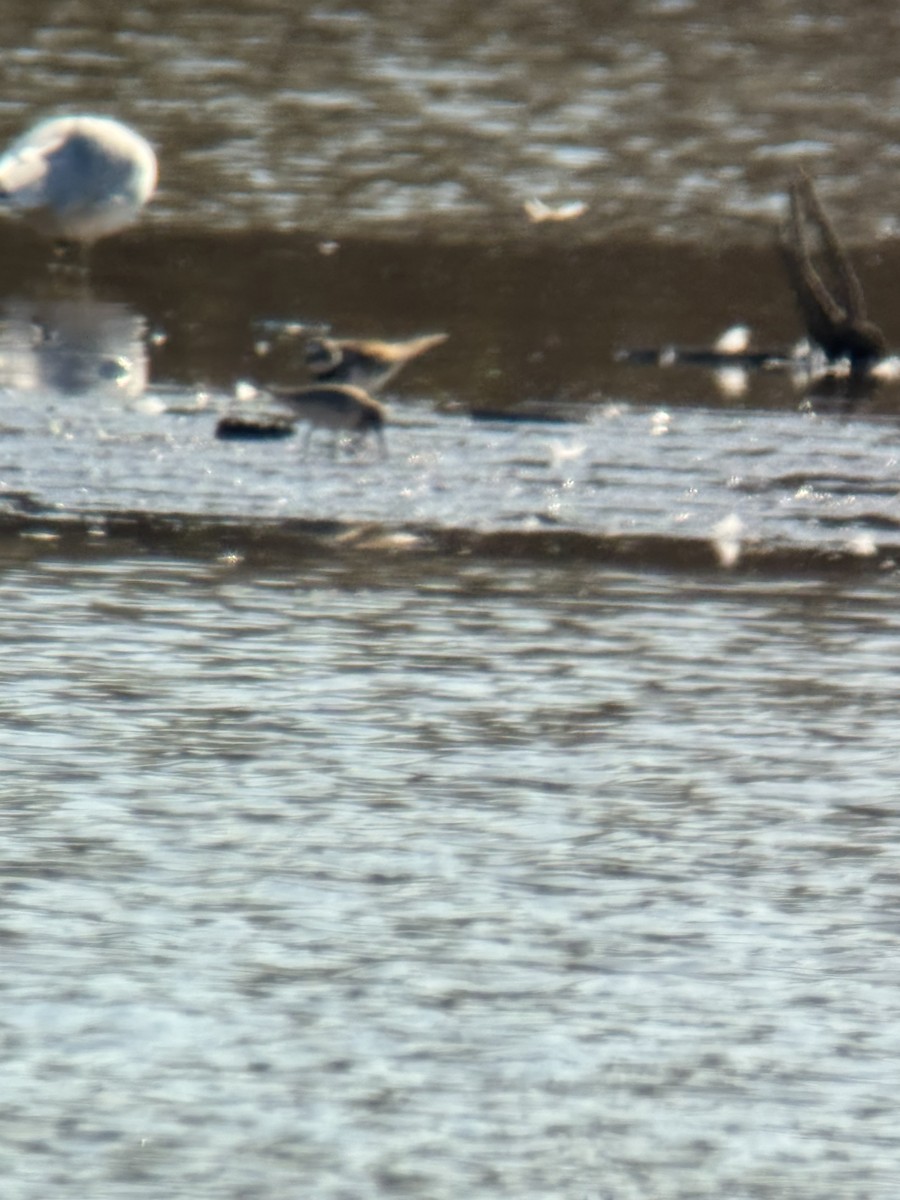 黑腹濱鷸 - ML645553637