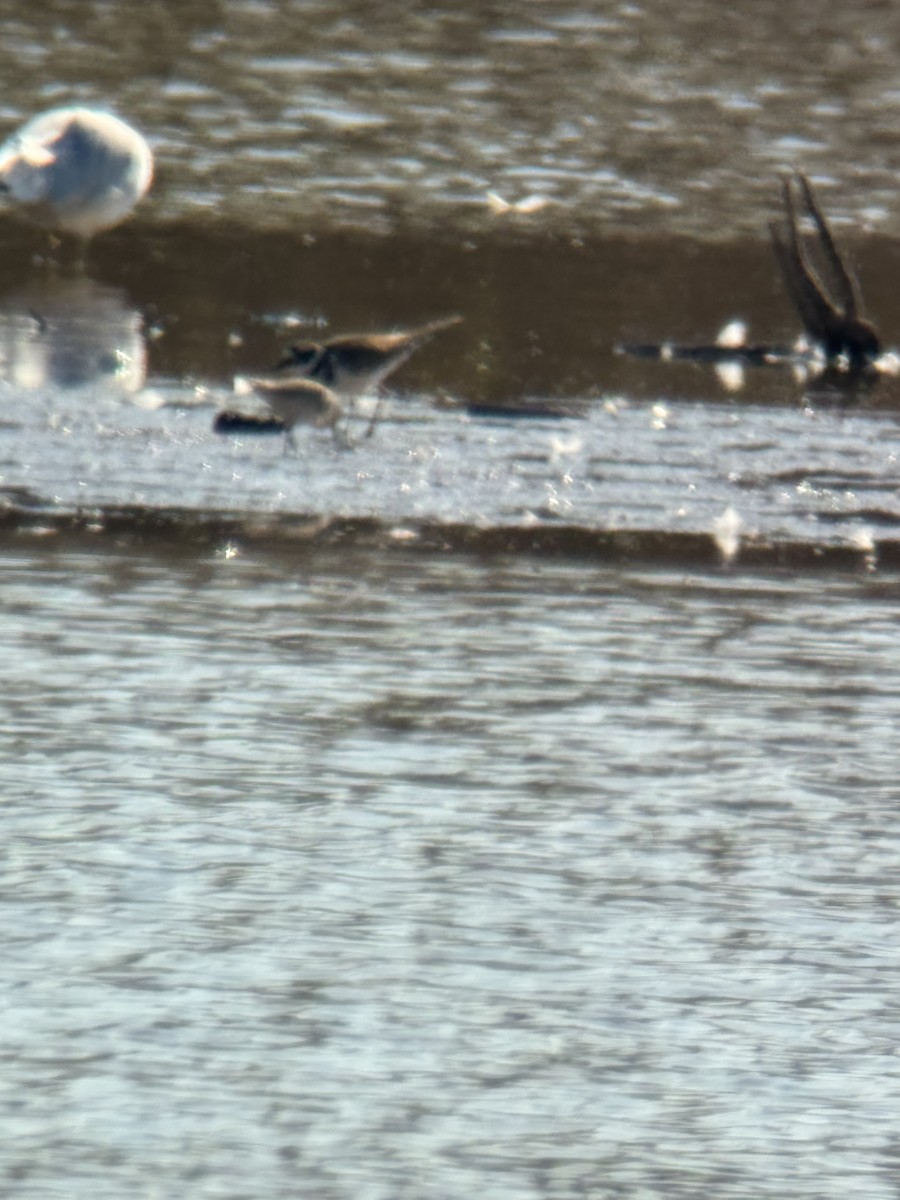 黑腹濱鷸 - ML645553638