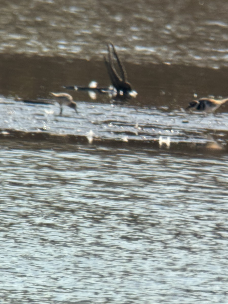 黑腹濱鷸 - ML645553639