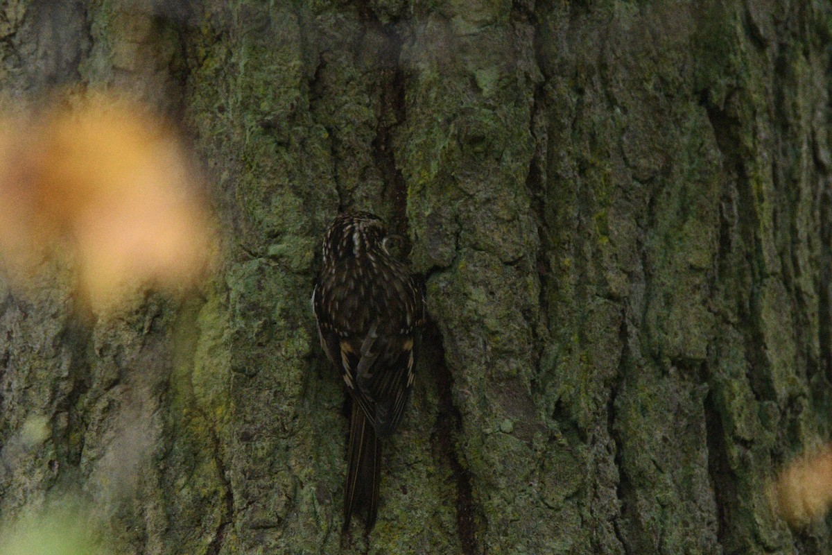 Brown Creeper - ML645553644