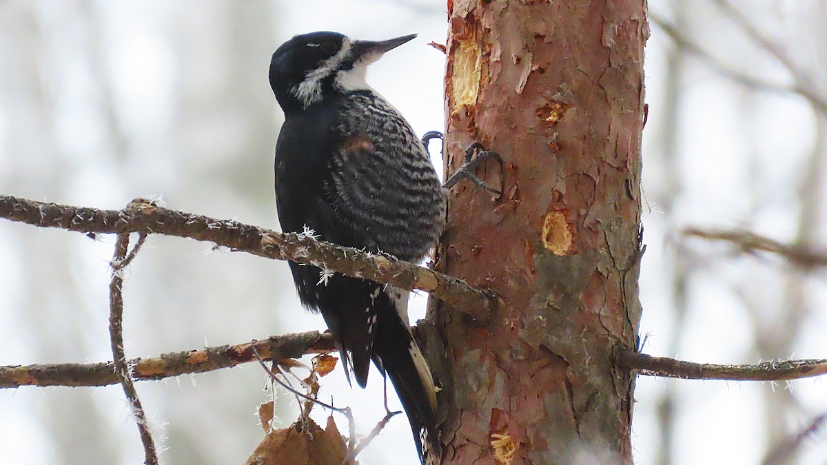 Black-backed Woodpecker - ML645553646
