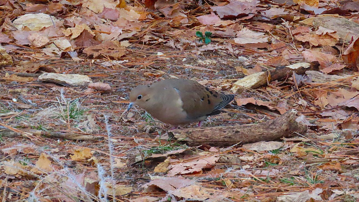 Mourning Dove - ML645553651