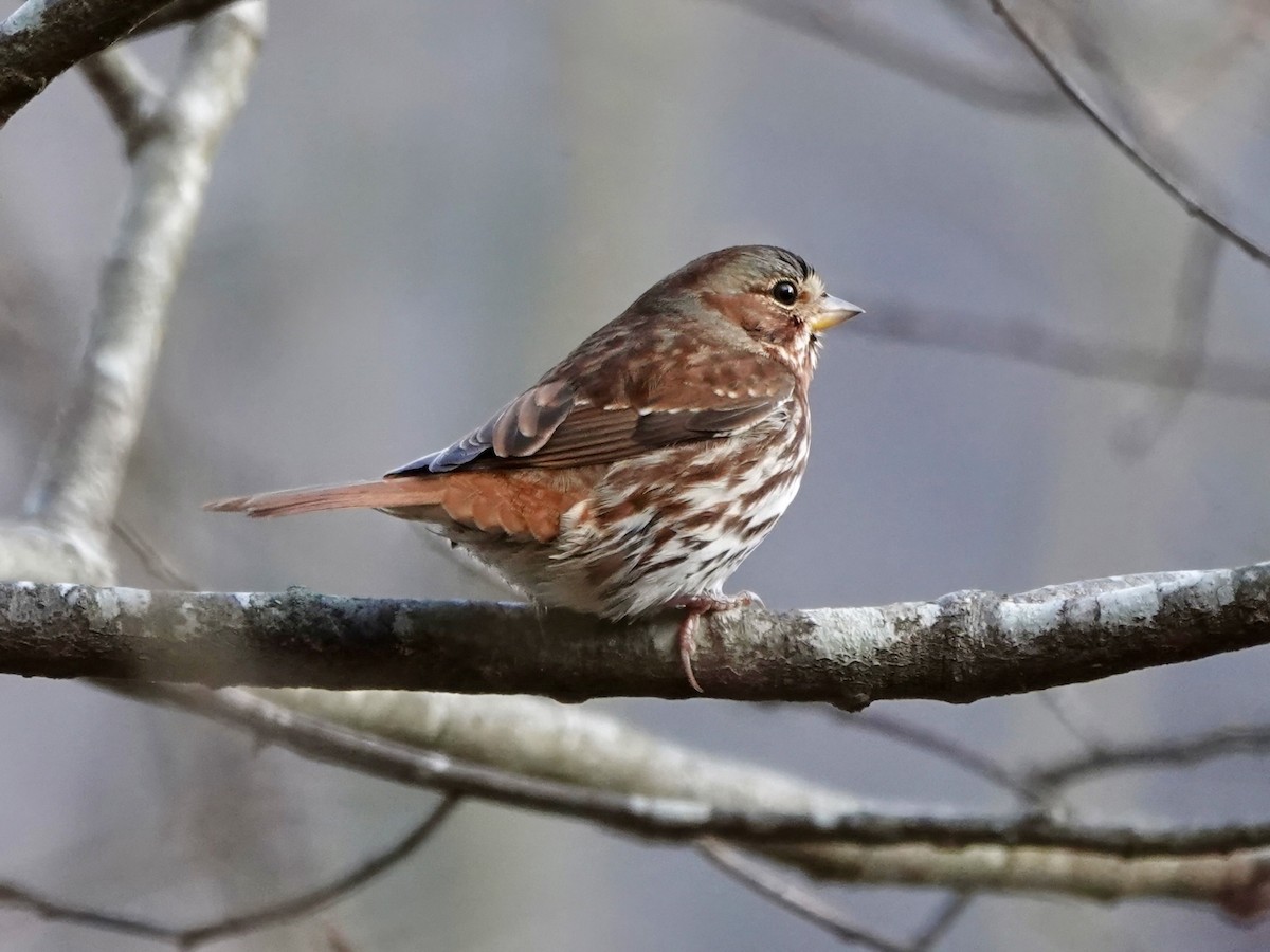 Fox Sparrow - ML645553652