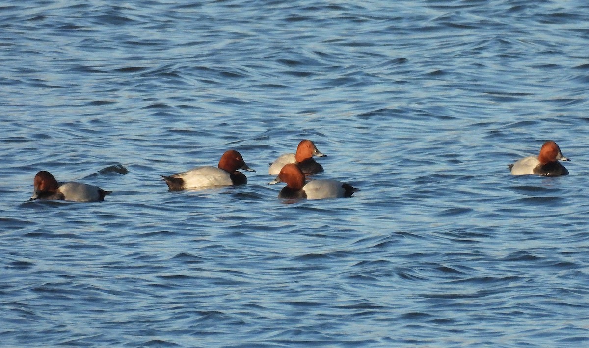 taffeland - ML645553657