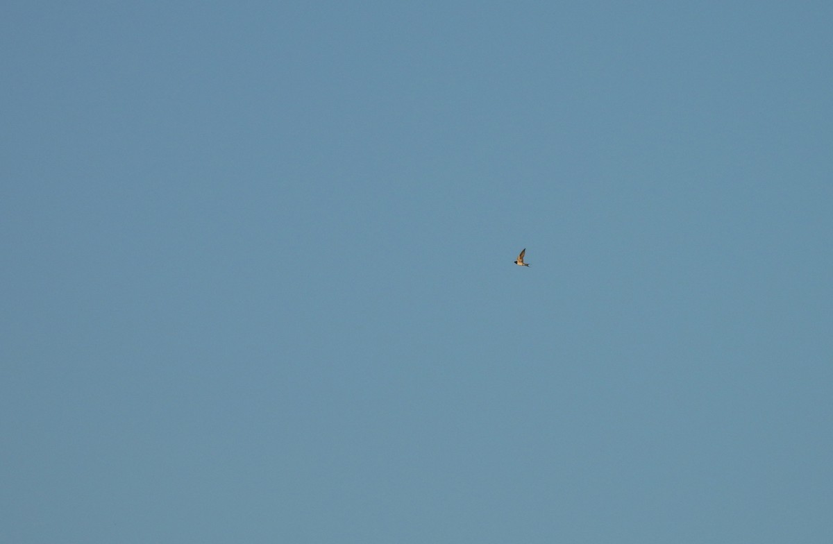 Ластівка сільська - ML645553670