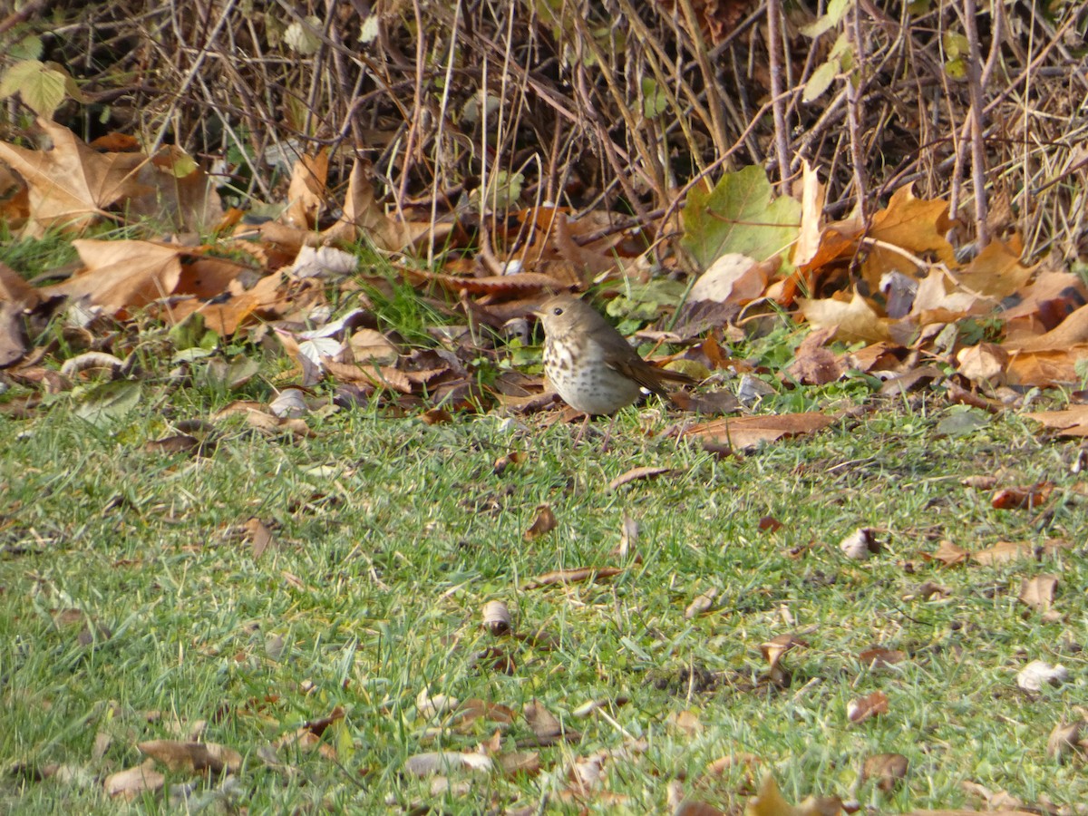 Hermit Thrush - ML645553678