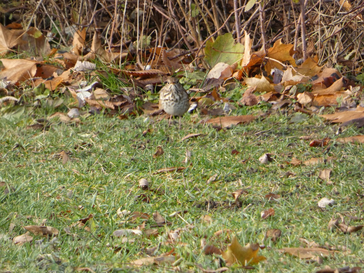 Hermit Thrush - ML645553679