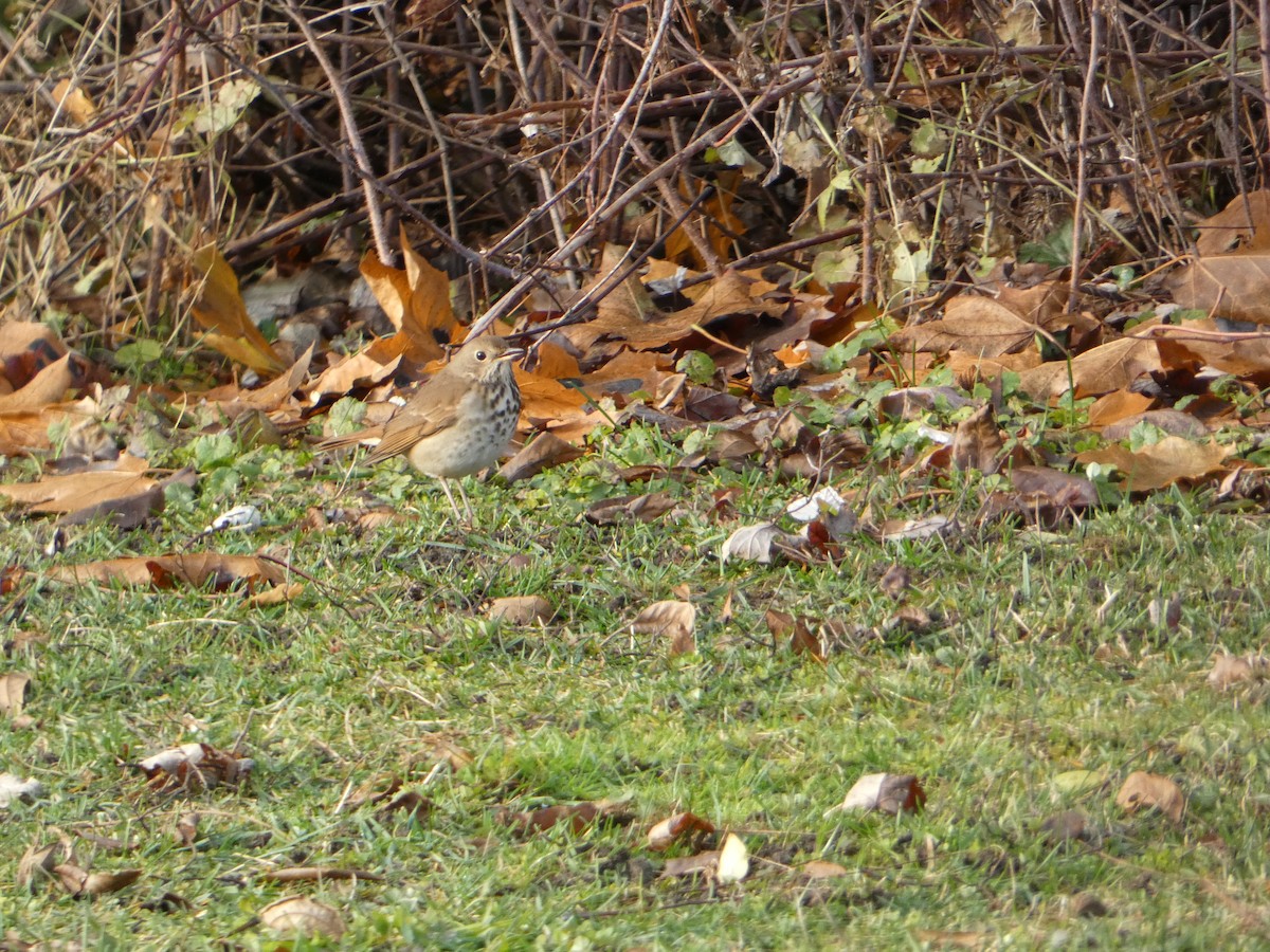 Hermit Thrush - ML645553680