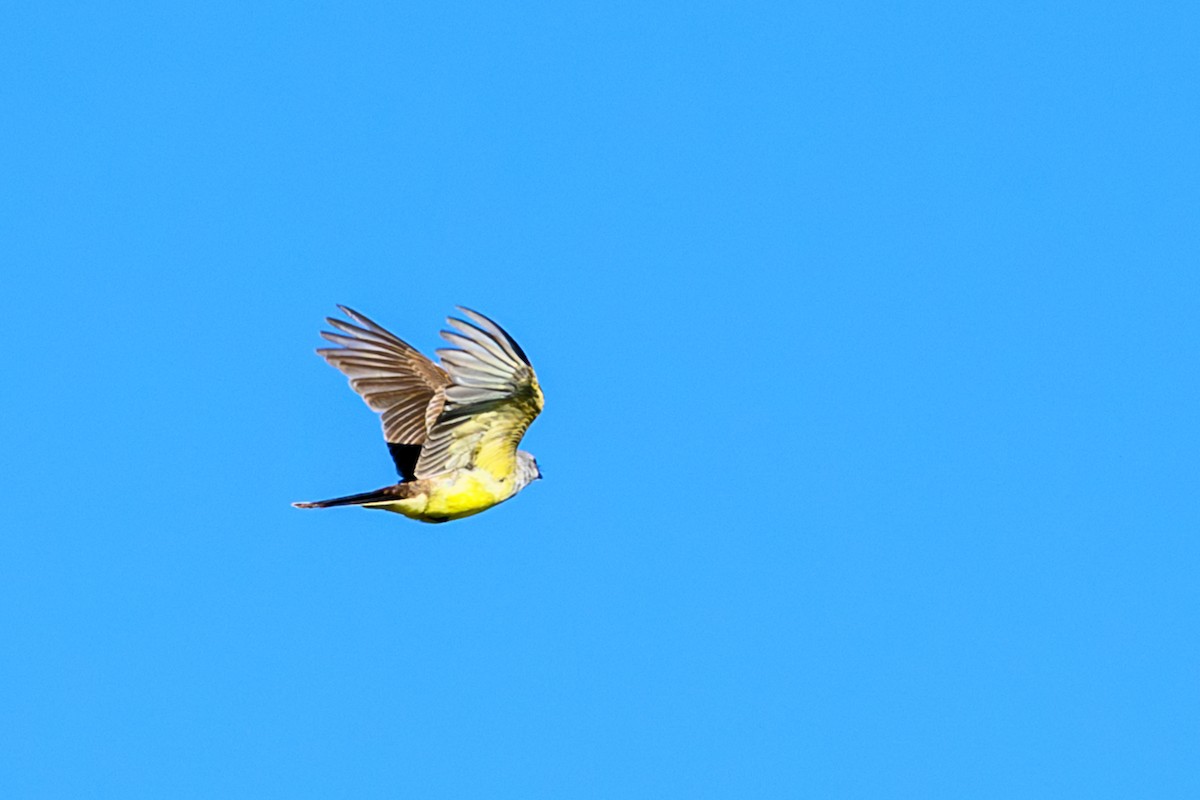 Western Kingbird - ML645553681