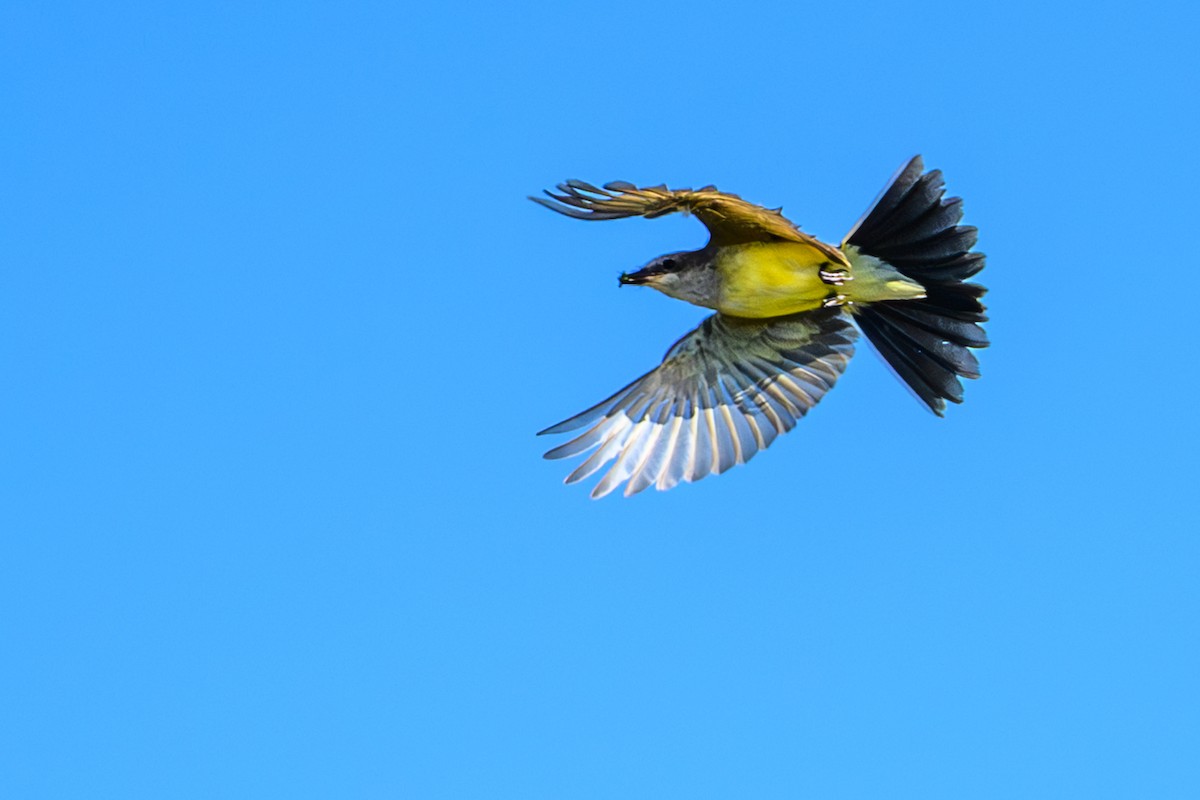 Western Kingbird - ML645553682