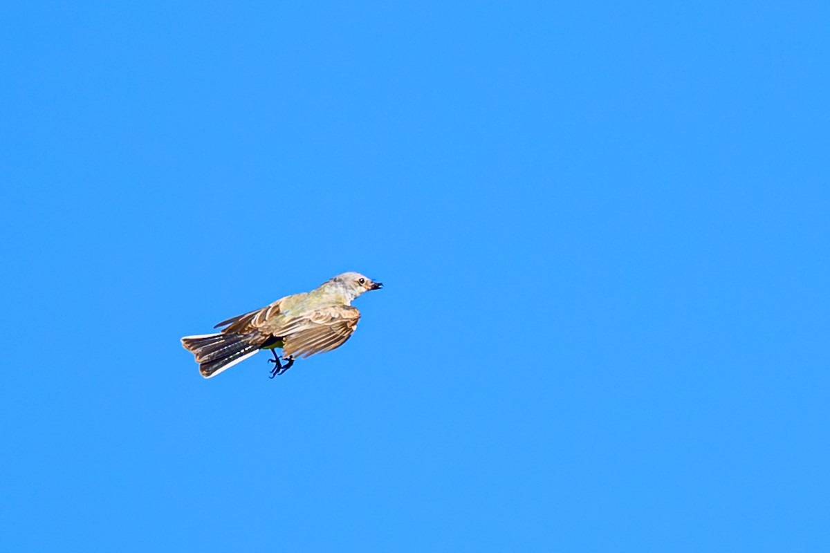 Western Kingbird - ML645553683