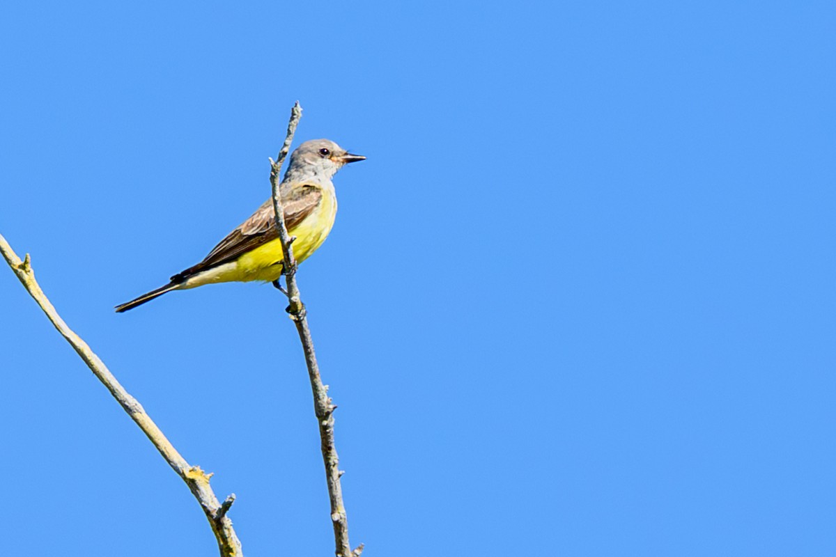 Western Kingbird - ML645553684