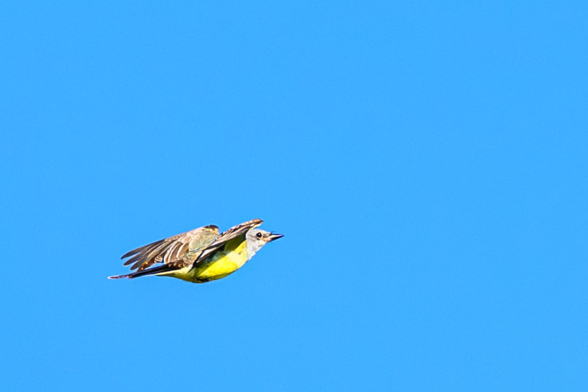 Western Kingbird - ML645553685