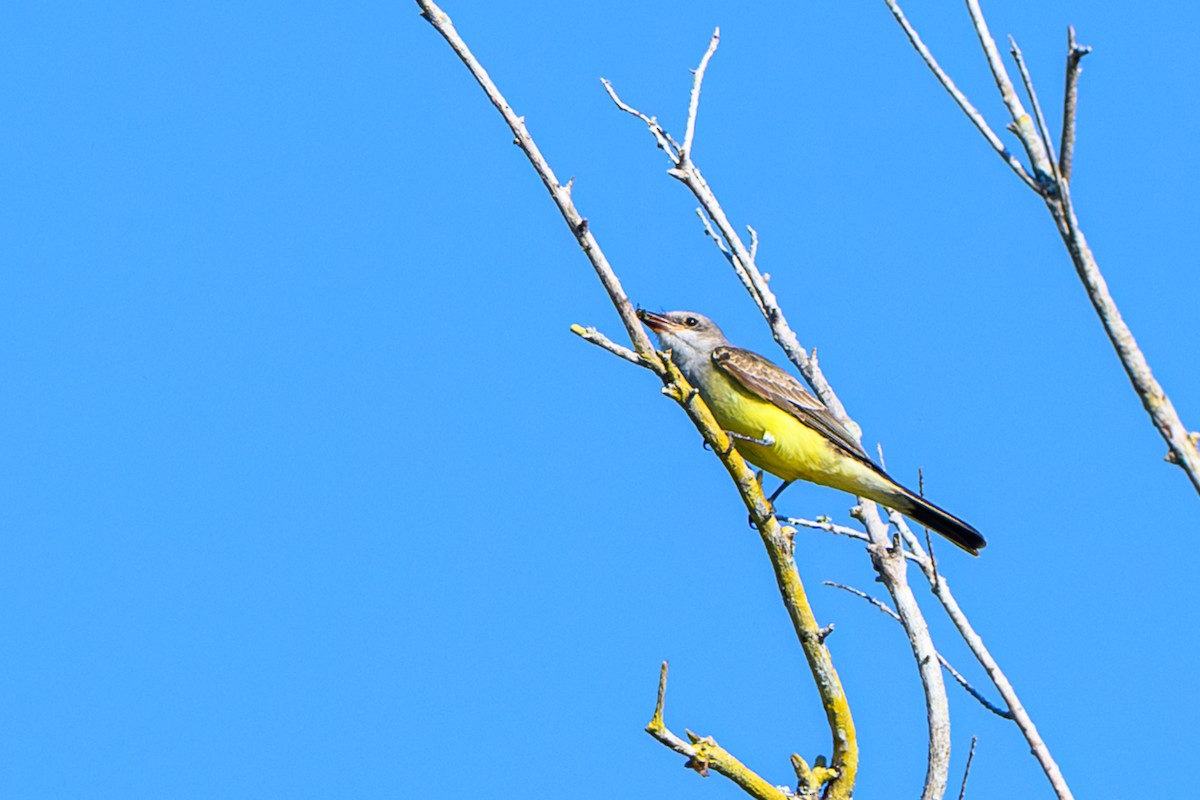 Western Kingbird - ML645553686