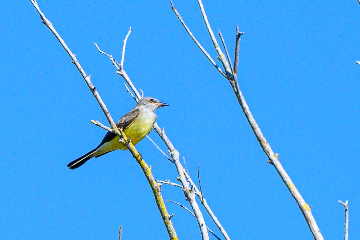 Western Kingbird - ML645553687