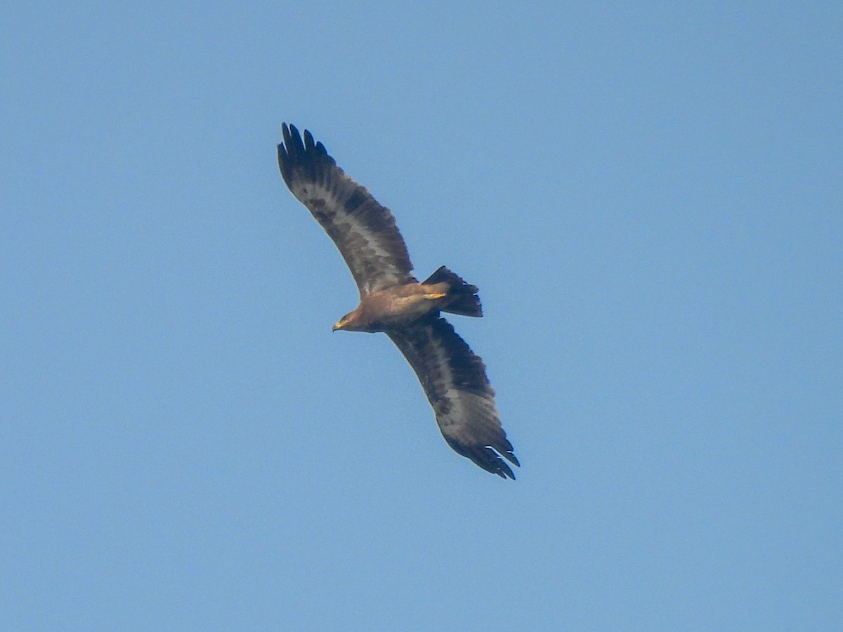 Steppe Eagle - ML645553688