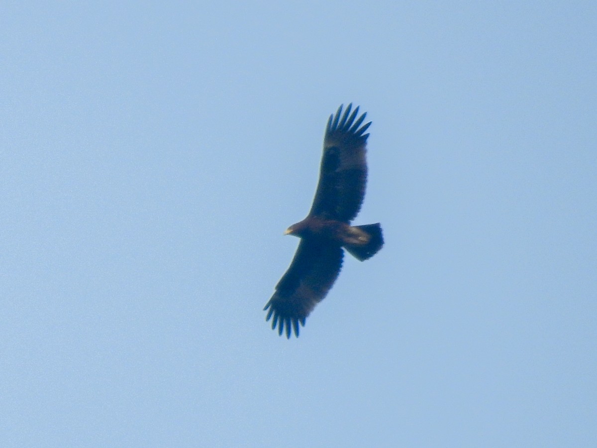 Greater Spotted Eagle - ML645553691
