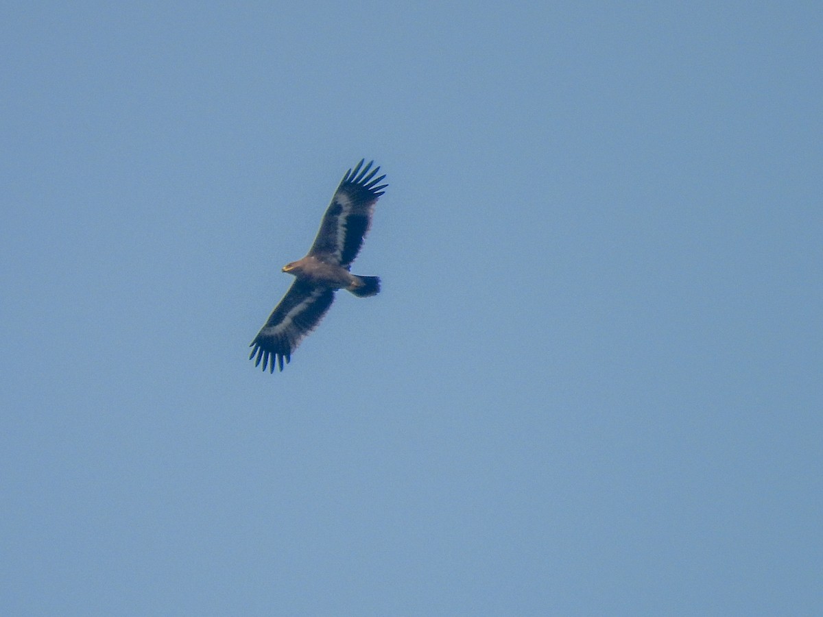 Steppe Eagle - ML645553704