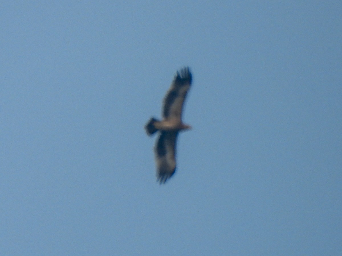 Steppe Eagle - ML645553708