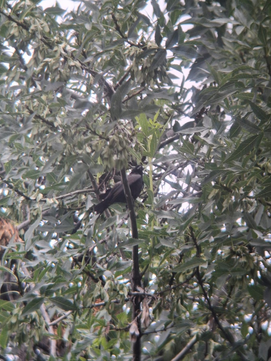 Screaming Cowbird - ML645553717