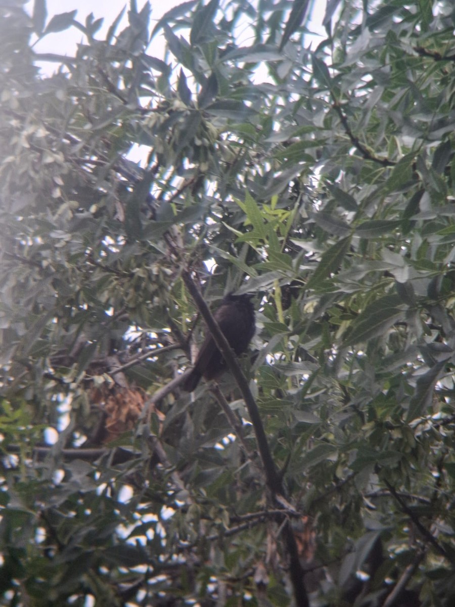 Screaming Cowbird - ML645553718