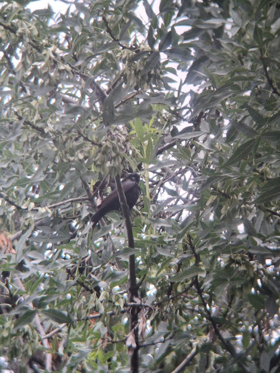 Screaming Cowbird - ML645553719