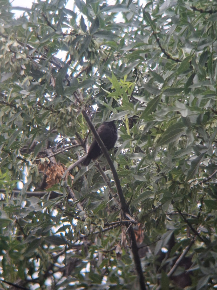 Screaming Cowbird - ML645553720