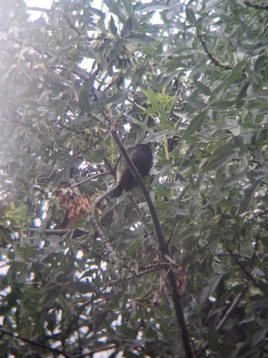 Screaming Cowbird - ML645553721