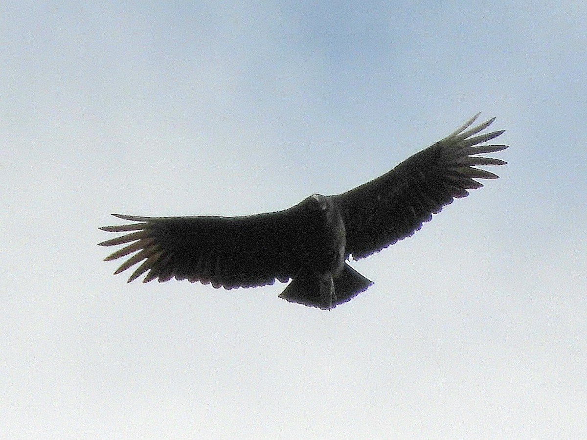 Black Vulture - ML645553730