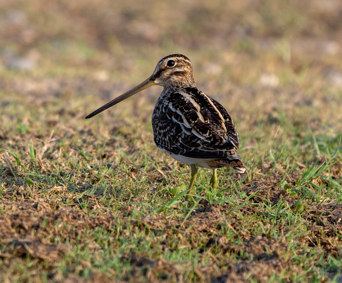 Agachadiza Común - ML645553732