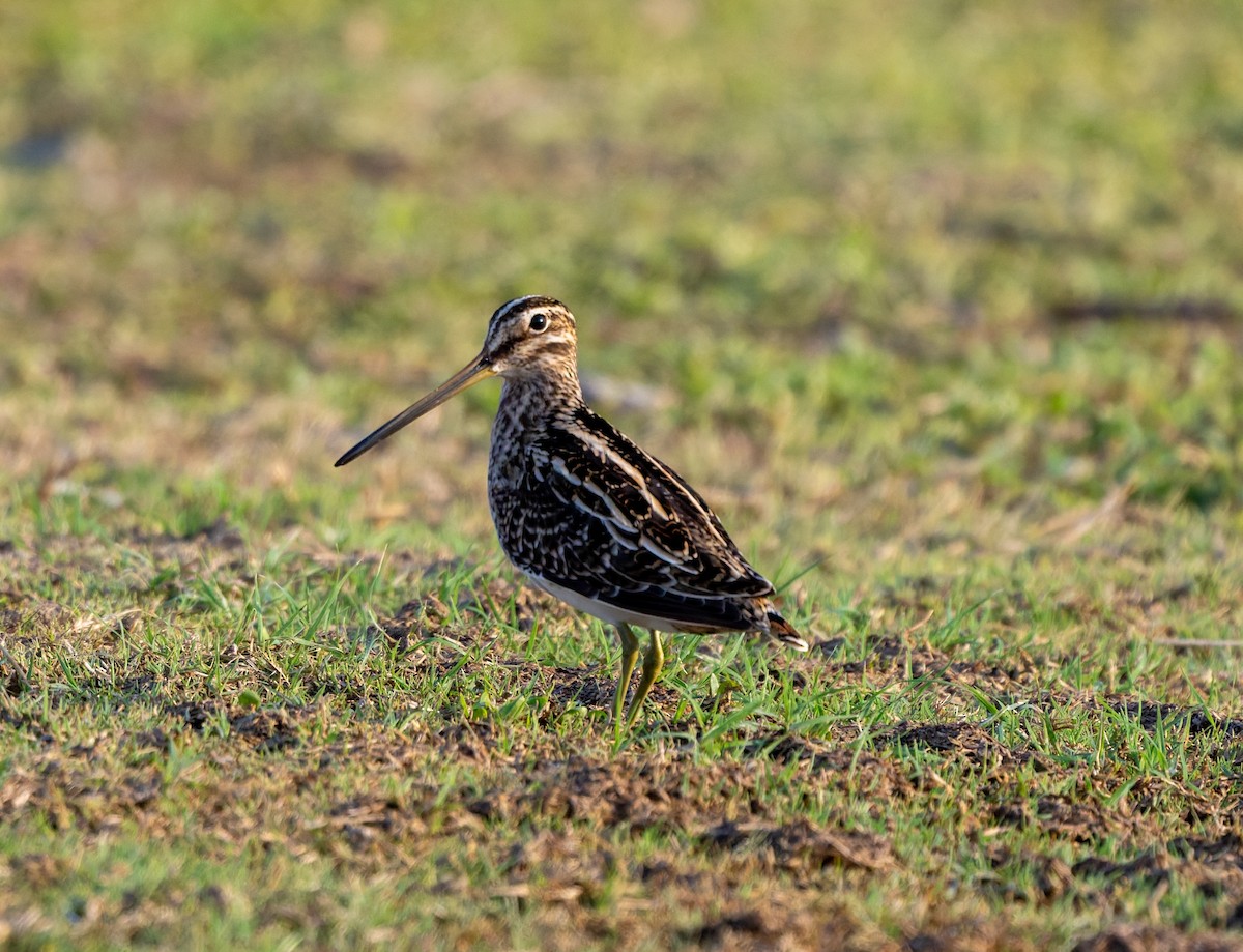 Agachadiza Común - ML645553733