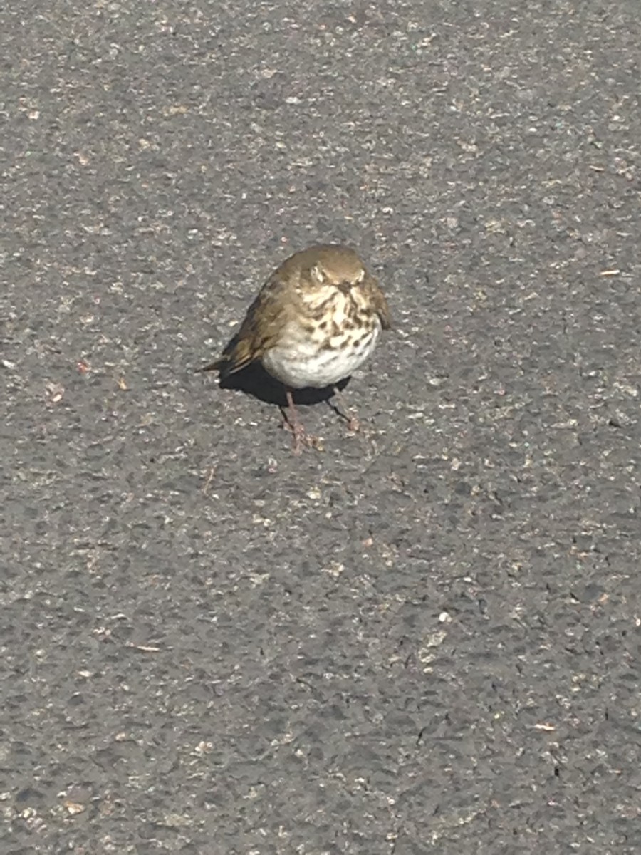 Hermit Thrush - ML645553734