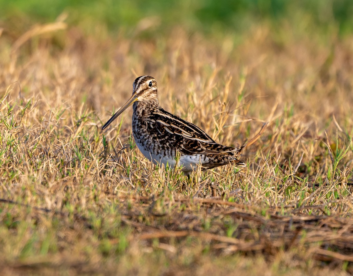 Agachadiza Común - ML645553736